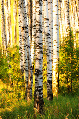 summer in birch forest