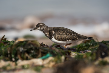 Ruddy Turnstone, Turnstone , Arenaria interpres