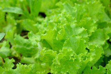 fresh green lettuce leaves