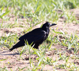 black crow in the grass on the nature