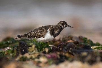 Ruddy Turnstone, Turnstone , Arenaria interpres