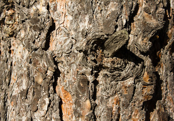 Pine tree bark texture in Siberia with knot
