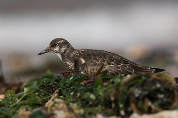 Ruddy Turnstone, Turnstone , Arenaria interpres