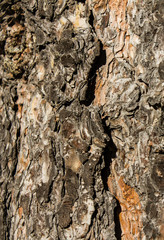 Pine tree bark texture in Siberia
