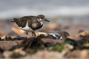 Ruddy Turnstone, Turnstone , Arenaria interpres