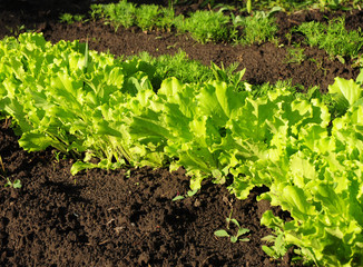 Lettuce salad growing. Green Salad. Lettuce growing.