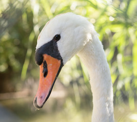 Obraz premium White swan in the zoo