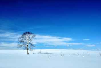Fototapeta na wymiar Winter landscape with tree and volcano