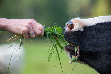 Eine Kuh auf der Weide wird gefüttert
