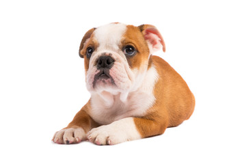 English bulldog puppy in front of white background