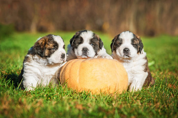 Saint bernard puppies with a pumpkin