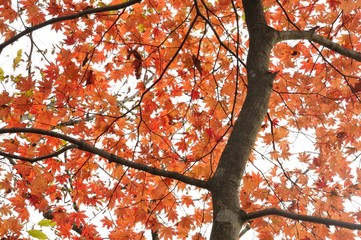 楓の紅葉