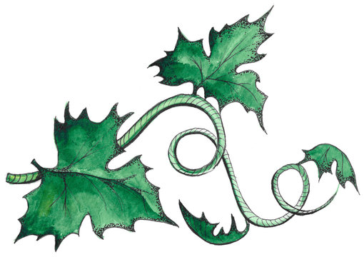 Листья у тыквы рисунок