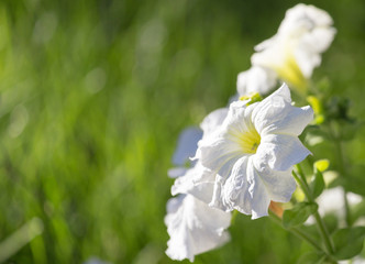 beautiful white flower in nature