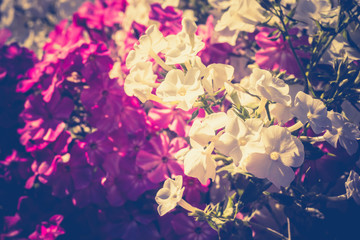 Bright Hydrangea Flowers Retro