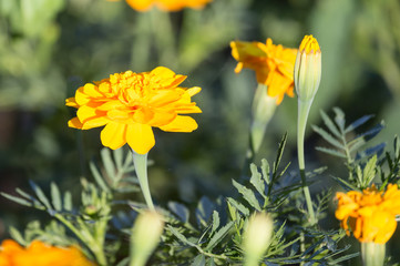 Obraz premium beautiful yellow flower in nature