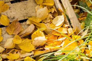 Fall Leaves and Wood Box