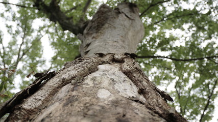 木の肌