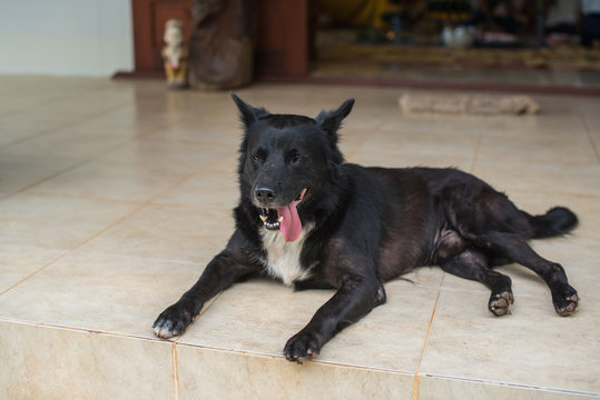 Black dog sleep on ground