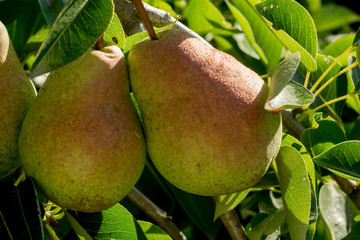 Small Pears on Branch