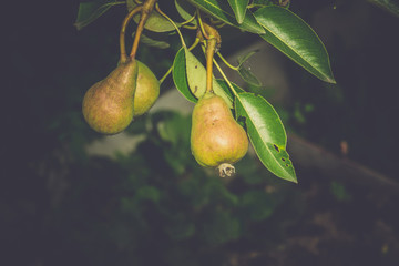 Obraz premium Small Pears on Branch