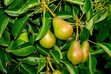 Small Pears on Branch