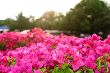 Obraz premium Red and white Bougainvillea or paper flower in Thailand.