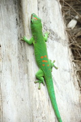 lézard sur un arbre