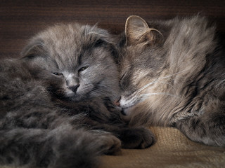 Cat and kitten are sleeping together. gray cats, fluffy. Lovely pets love each other