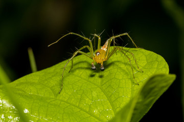Golden lynx spider (Oxyopes macilentus)