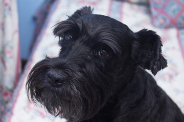 schnauzer dog in bed