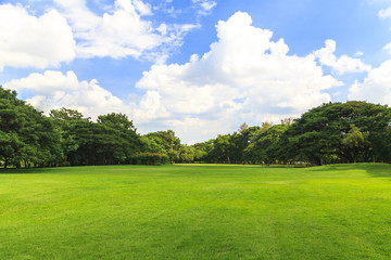 Fototapeta na wymiar Green trees in beautiful park
