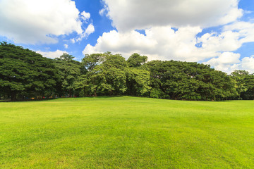 Green trees in beautiful park