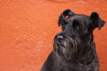 schnauzer dog on the orange wall
