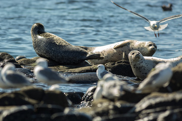 Pusa is a genus of earless seals.