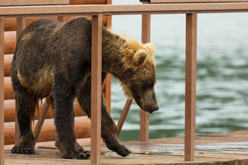 Young brown bear looks prey on fence to account for fish. Kurile Lake.