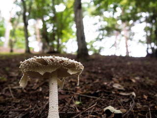 森のキノコ