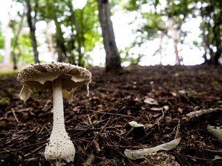 森のキノコ