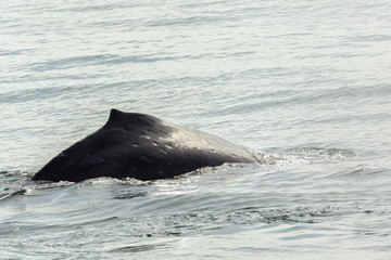 Fin on the back of humpback whale in Pacific Ocean. Water area near Kamchatka Peninsula.