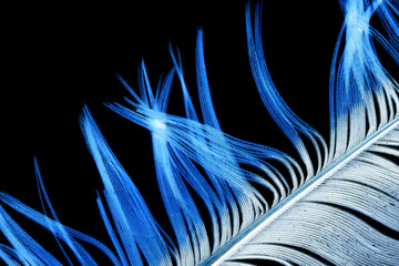 blue feather on a black background