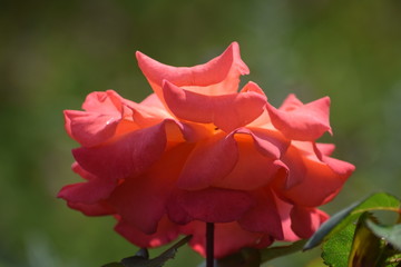 Shades of rose