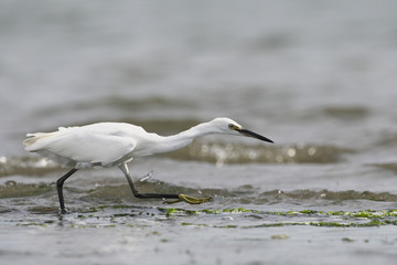 コサギ(Little egret)