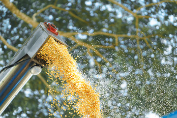 Combine harvester offloading grain