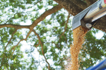 Combine harvester offloading grain