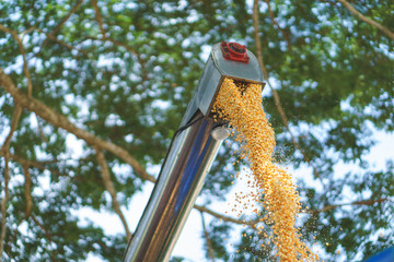Combine harvester offloading grain