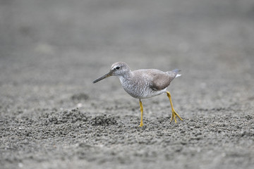 キアシシギ(Tringa brevipes)