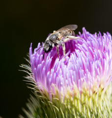 Bee on a violet flower