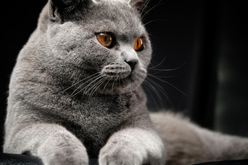 Kart&auml;user katze