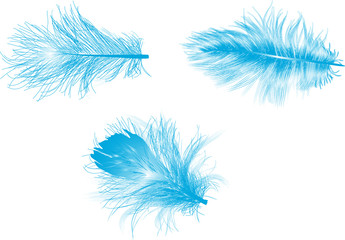 three blue feathers isolated on white
