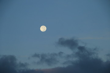朝方の月